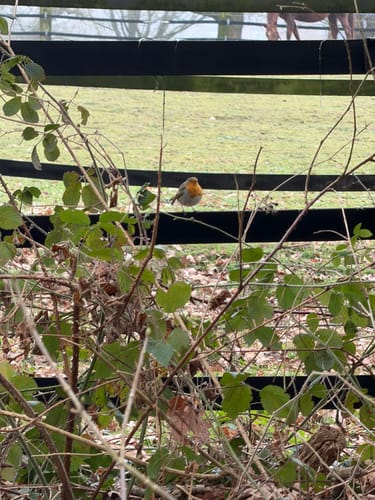 Wald bei Kessel und entlang der Niers
