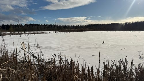 Rund um das Schwenninger Moos