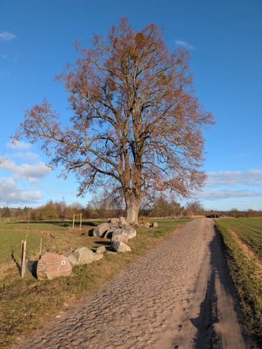 Zum Pimpinellenberg
