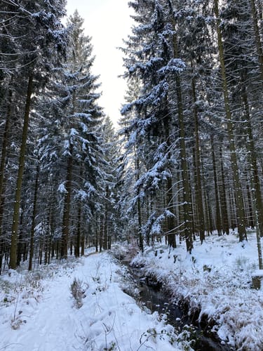 Struffeltroute