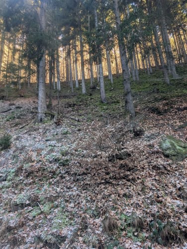 Zwiesel - Kirschfels - Forsthaus Annweiler