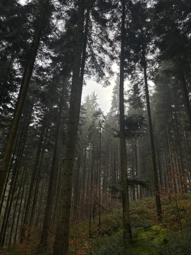 Hörschbachwasserfälle
