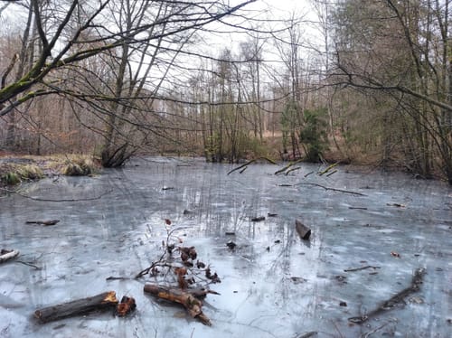 Rundwanderweg A1: Im Arnsberger Wald bei Neheim