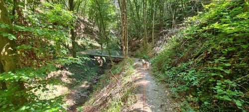 Waldbreitbacher Wiedtraum