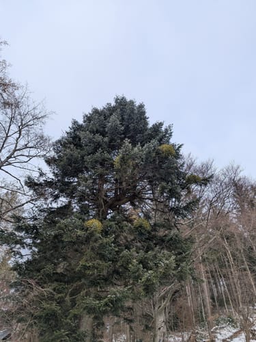 Kybfelsen ab Günterstal