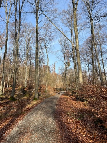 Waldlust- Goldgrubenfelsen
