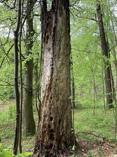 Muldentalwanderung