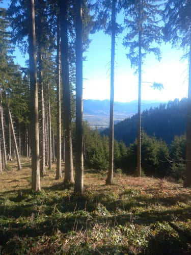 Stallauer Kopf - Zwiesel - Blomberghaus - Heiglkopf