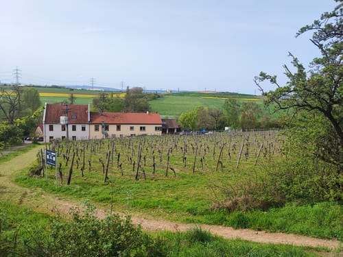 Eisenbaum - Florsheimer Warte - Wiesenmuhle