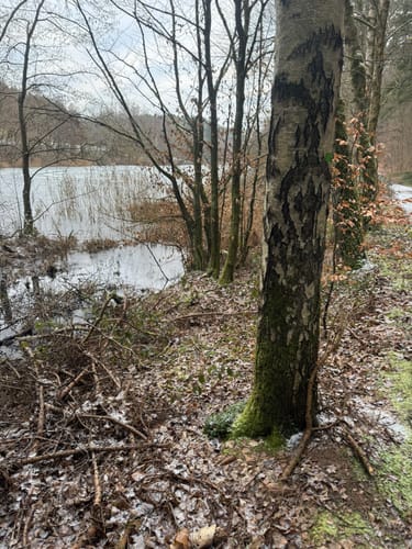 Carlsberg und Altleiningen Rundweg