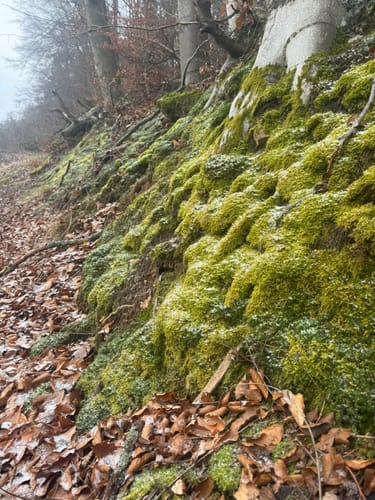 Carlsberg und Altleiningen Rundweg