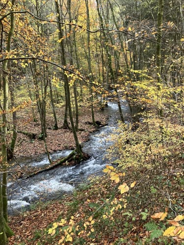 Hirschrott - Langenscheid