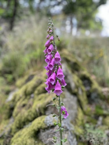 Via Celtica (Premiumwanderweg:)
