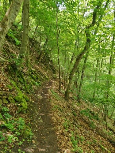 HOCHGEHBERGE I "hochgehkeltert" (Premiumwanderweg)