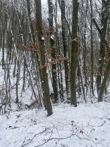 Mühlenbach-Schluchten-Tour (Traumschleife)