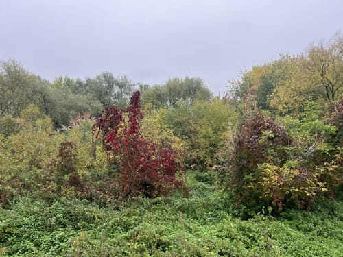Rundweg am Rheinufer