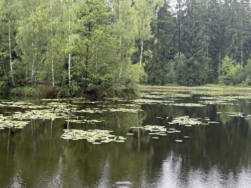 Im Tharandter Wald bis Grillenburg
