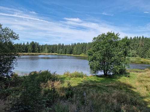 Kiefhölzer Teich - Pfad am Graben