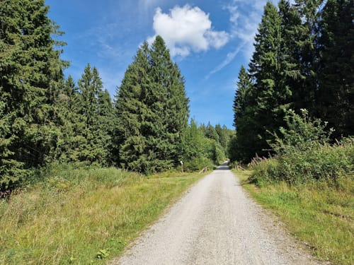 Kiefhölzer Teich - Pfad am Graben