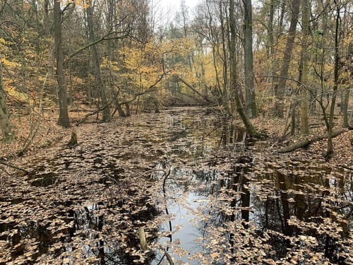 Spandauer Forst: Wildgehege - Laßzinssee - Teufelsbruch