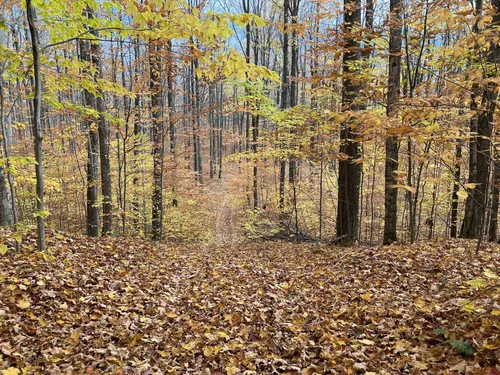 Best forest trails in lake superior state forest - Shingleton Unit