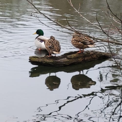 Göttinger Kiessee