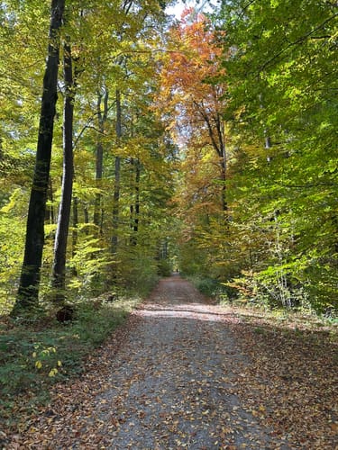 Böblinger Wald Rundweg