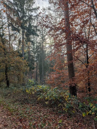 Wanderroute Waldhütten 17