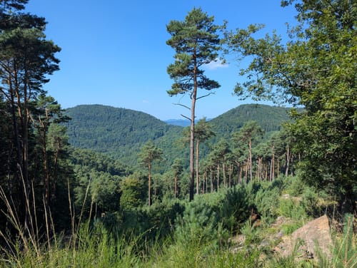 Pfälzer Hüttentour (Premiumwanderweg)