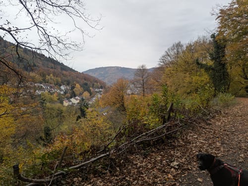 Schriesheimer Kopf, Weißer Stein und Peterstal