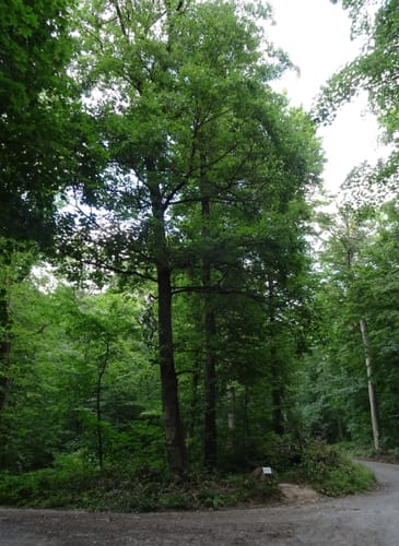 Tour zum Dilsberg