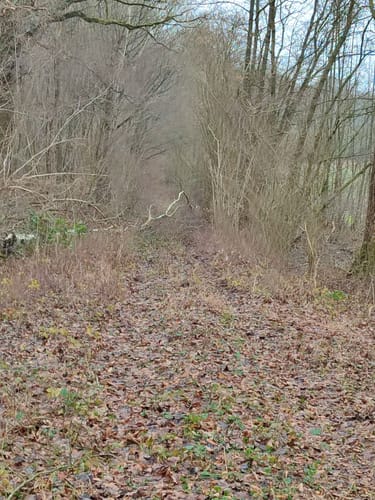 Runde im Wald bei Groß Disnack