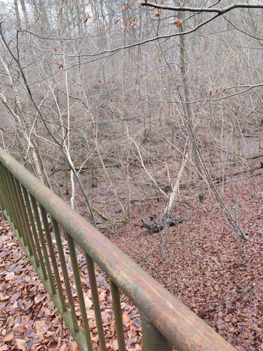 Runde im Wald bei Groß Disnack