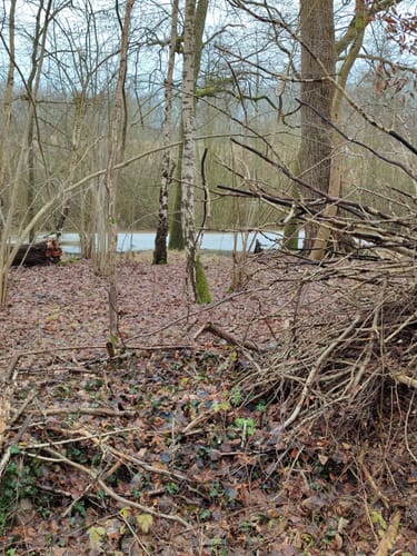 Runde im Wald bei Groß Disnack