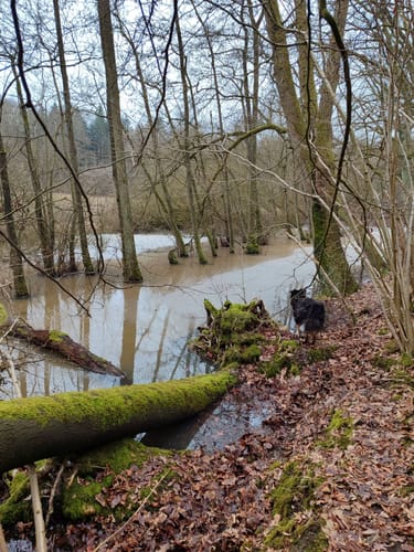Runde im Wald bei Groß Disnack