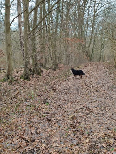 Runde im Wald bei Groß Disnack