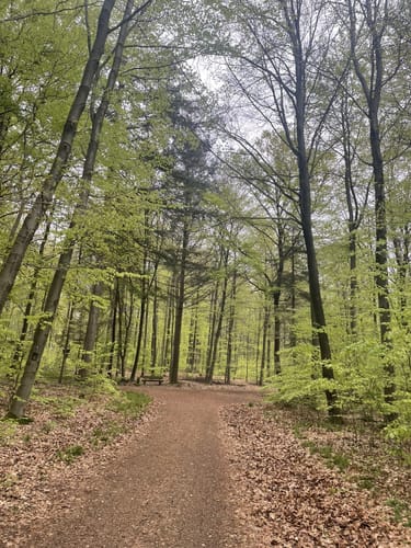 Königsforst Rundweg