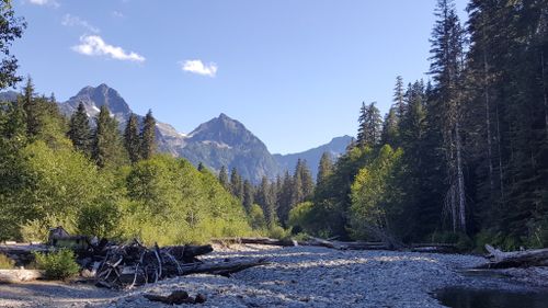 are dogs allowed in mt baker wilderness