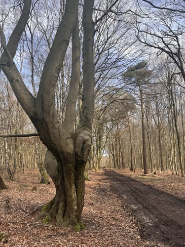 Nettetal Hinsbeck: Krickenbecker Seen (X12-A5-A3)