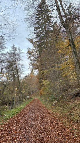 Bebenhausen - Goldersbachtal - Wildgehege