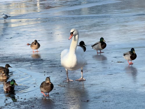 Flakensee