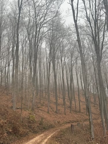 Leininger Klosterweg (Premiumwanderweg)