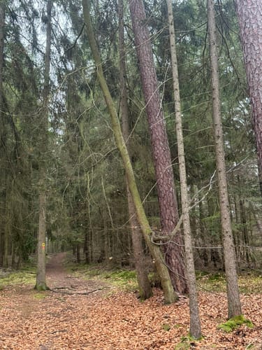 Leininger Klosterweg (Premiumwanderweg)