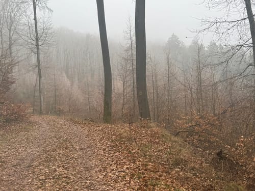 Leininger Klosterweg (Premiumwanderweg)