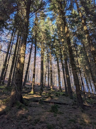 Bödenfelder Hollenpfad (Premiumwanderweg)