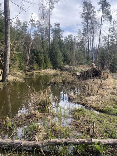 Vom Birkensee durch die Röthenbachklamm