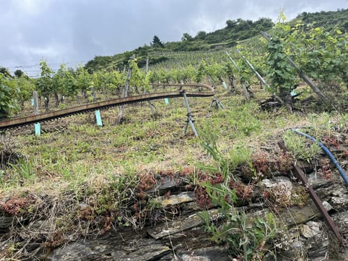 Von Lösnich nach Zell