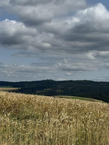Zwischen den Wäldern (Traumschleife)