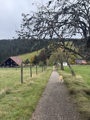 Kaltenbronn Rundweg 1