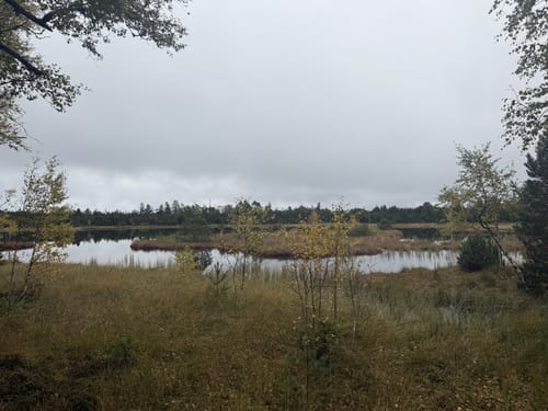 Kaltenbronn Rundweg 1